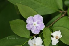 Brunfelsia pauciflora